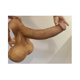 beautiful long penis with testicles 6